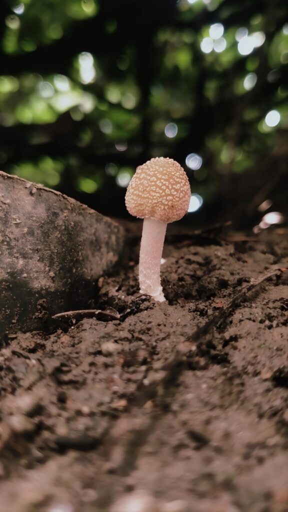 Small mushroom growing in forest soil